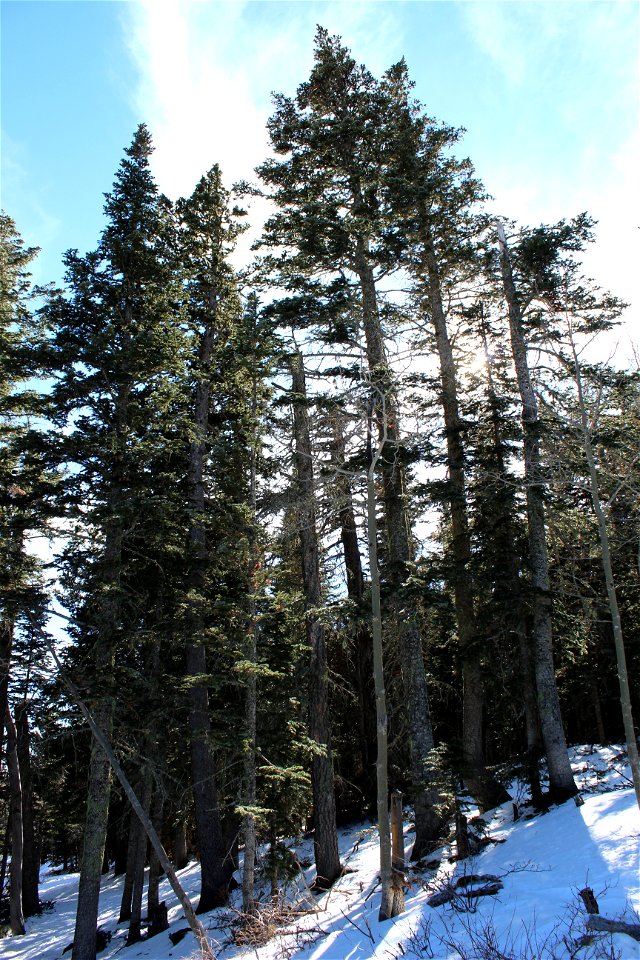 Ellis Trailhead Dec 2020