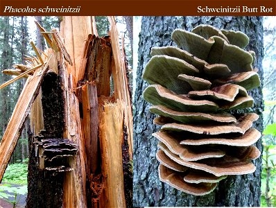 Phaeolus-schweinitzii-identification-aid-Alaska