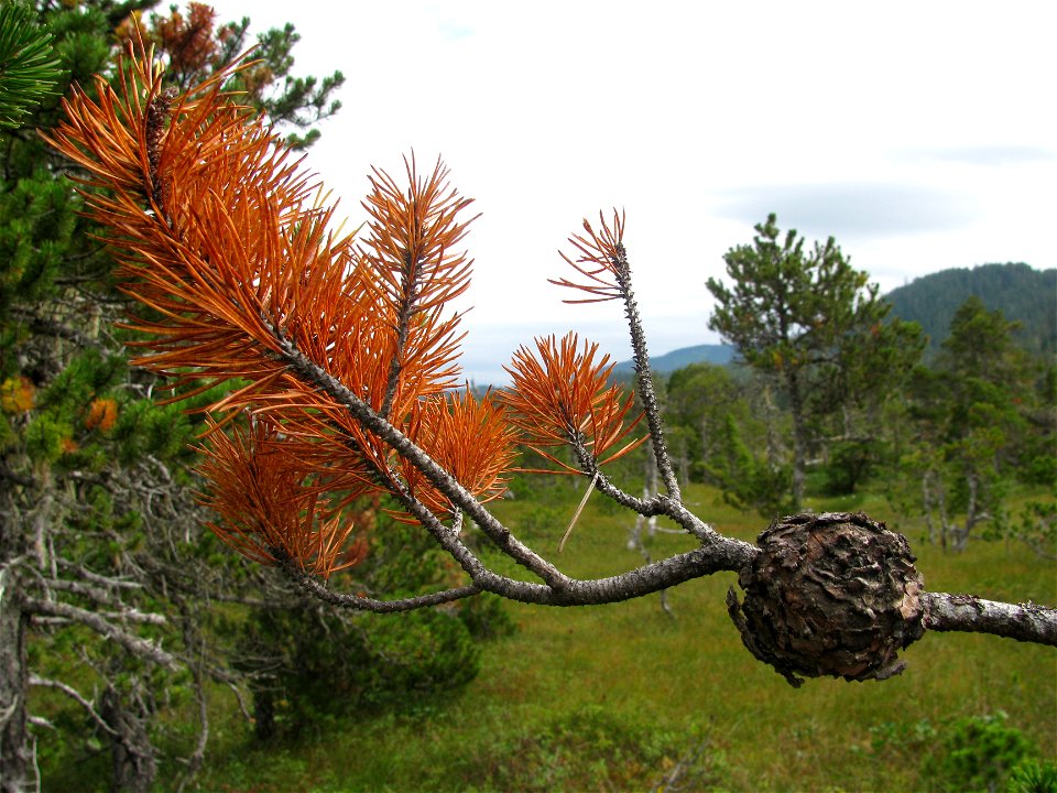 Western-gall-rust-branch-dieback-Mitkof-Island-Tongass