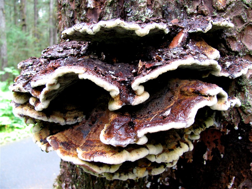 Phaeolus-schweinitzii-broken-stem-Tongass-6