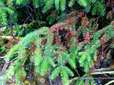 Rhizosphaera-discoloration-symptoms-Sitka-spruce-Tongass-5 photo