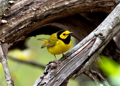 Hooded Warbler photo