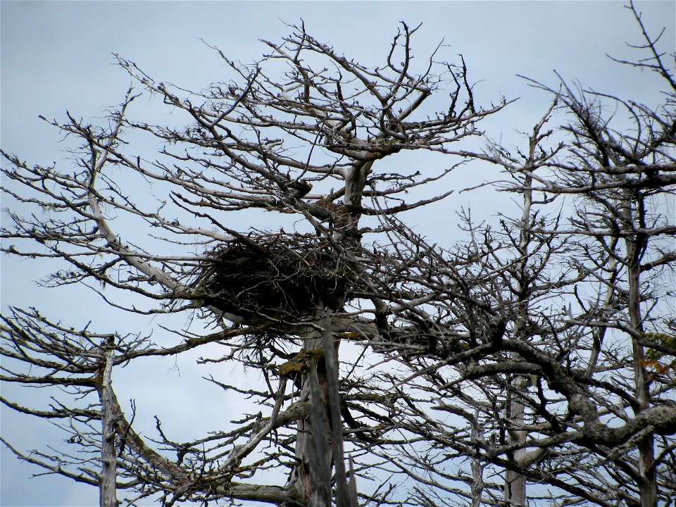 Eagle-nest-yellow-cedar-snag-Slocum-Arm-Tongass