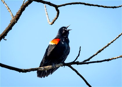 Red-Winged Blackbird photo