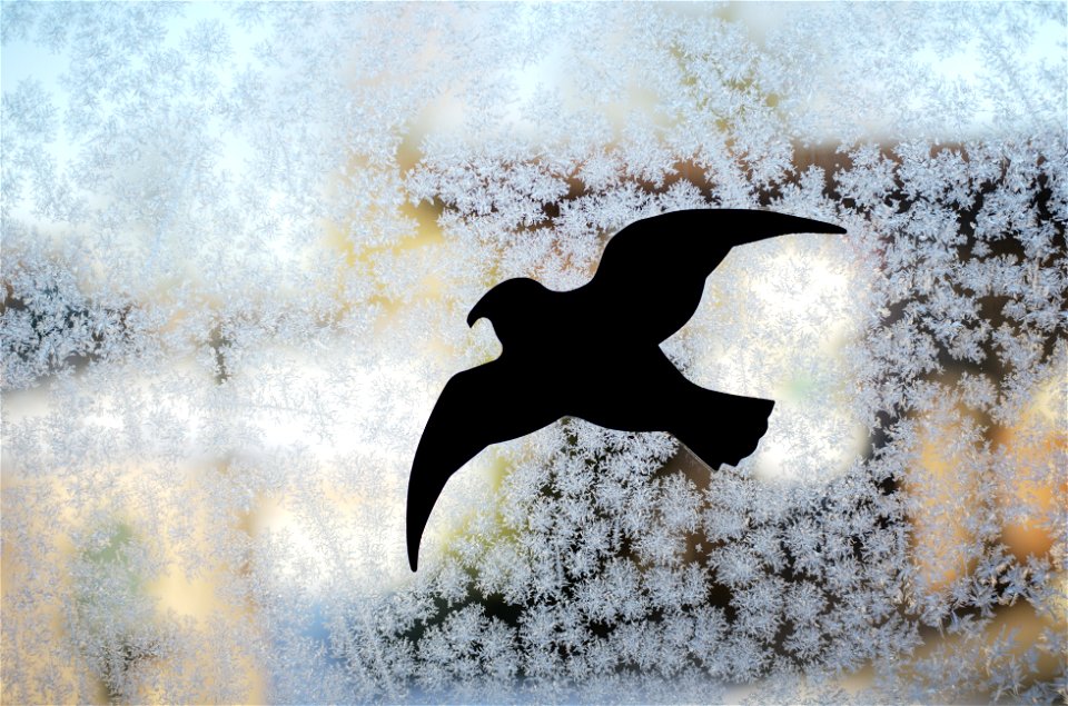 Winter Wonderland