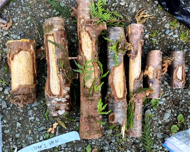 Western-redcedar-stem-sections-with-wounds-Prince-of-Wales-Tongass photo