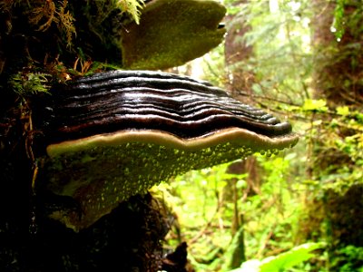 Fomitopsis-pinicola-ochracea-conks-Alaska-4