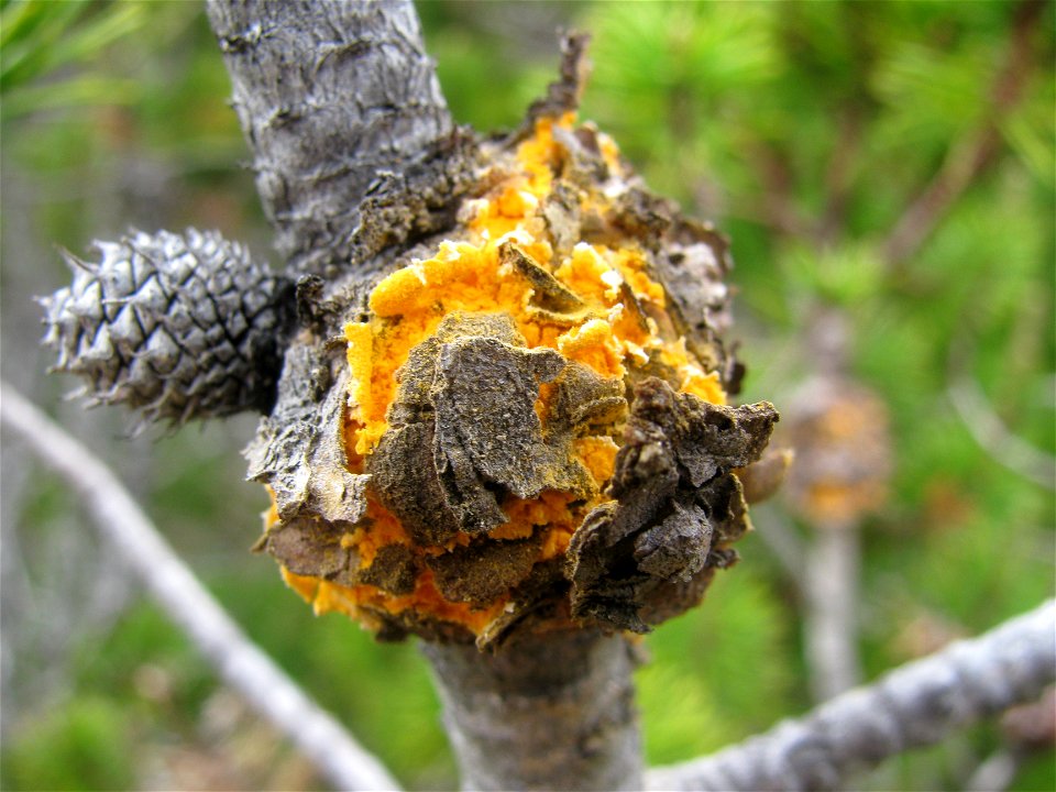 Western-gall-rust-on-shore-pine-Juneau-Tongass-2