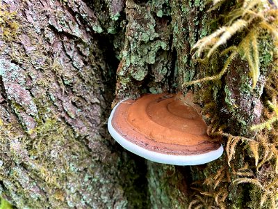 Artist-conk-Ganoderma-applanatum-Prince-of-Wales-June-2022-TongassNF photo