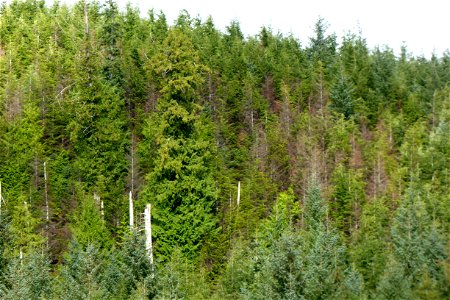 Hemlock-canker-second-growth-Prince-of-Wales-Is-Tongass-1 photo