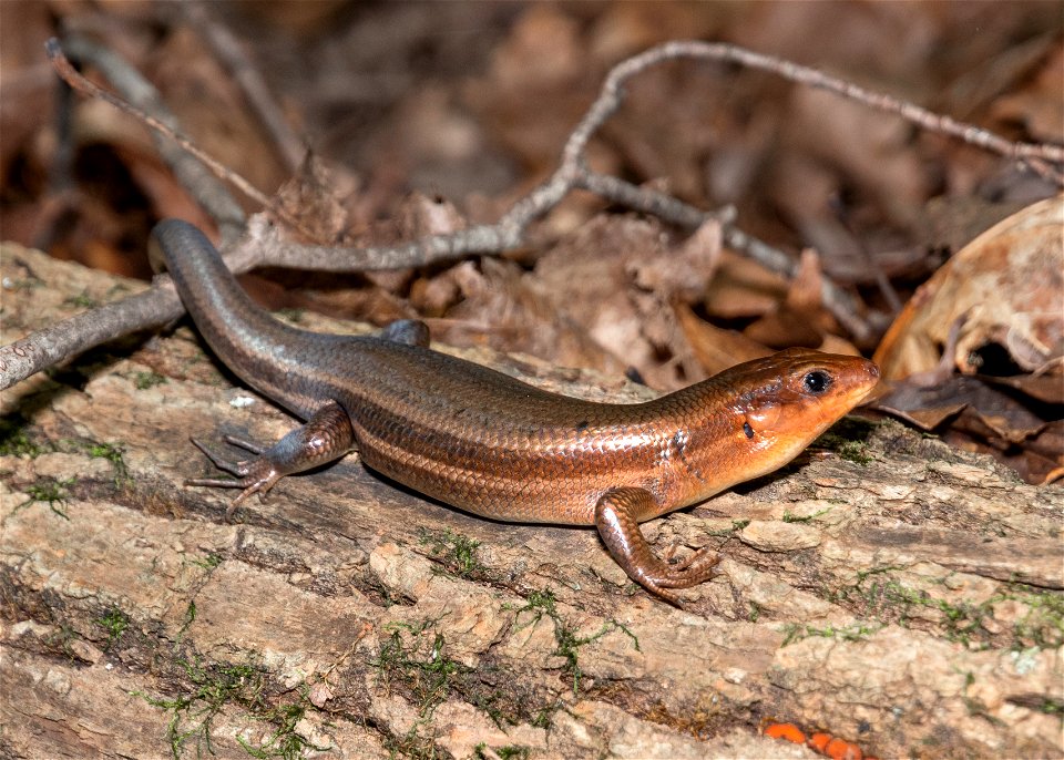 Broad-Headed Skink