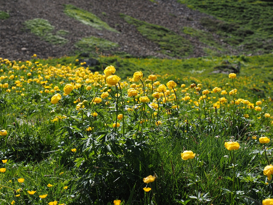 Yellow trollius europaeus hahnenfußgewächs