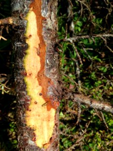 Hemlock-canker-lesion-Tongass photo