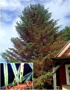Spruce-aphid-Elatobium-abietinum-identification-aid-Alaska