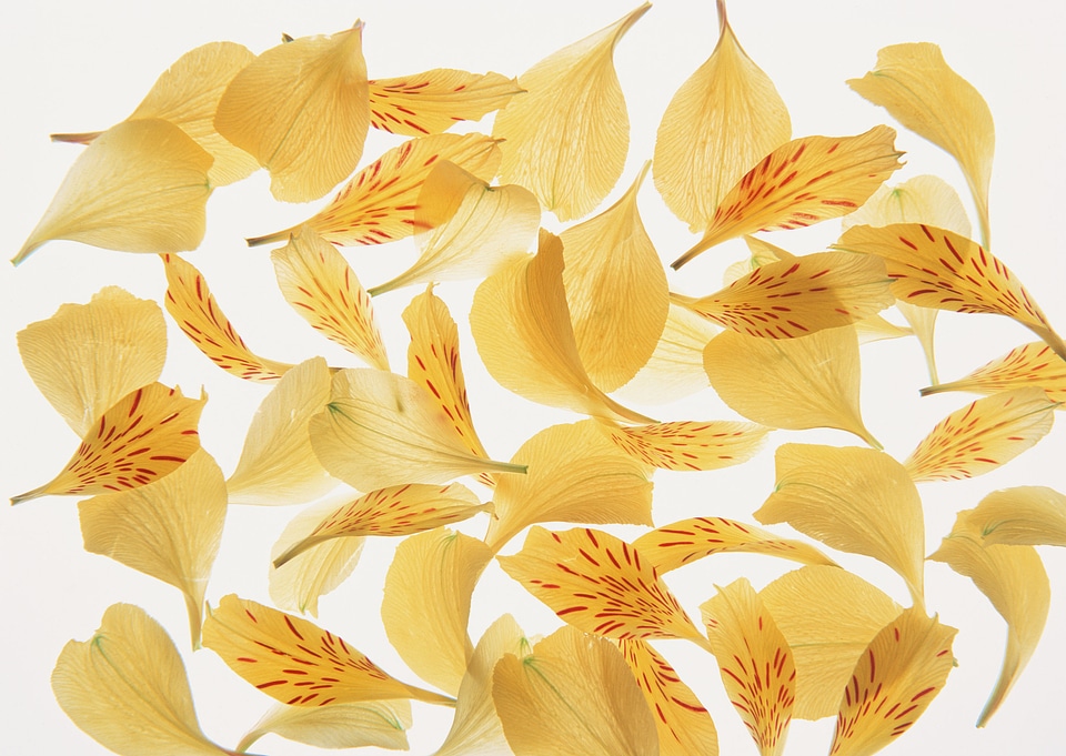 yellow flower petals