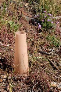 Seedling Planting Sandia Ranger District
