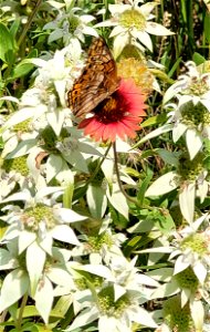 Wildflowers in Bloom on the Black Kettle NGs