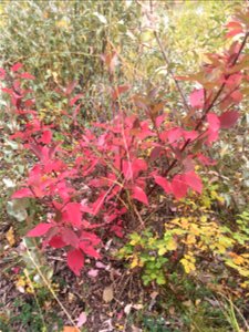 Autumn Colours at Glenmore Park