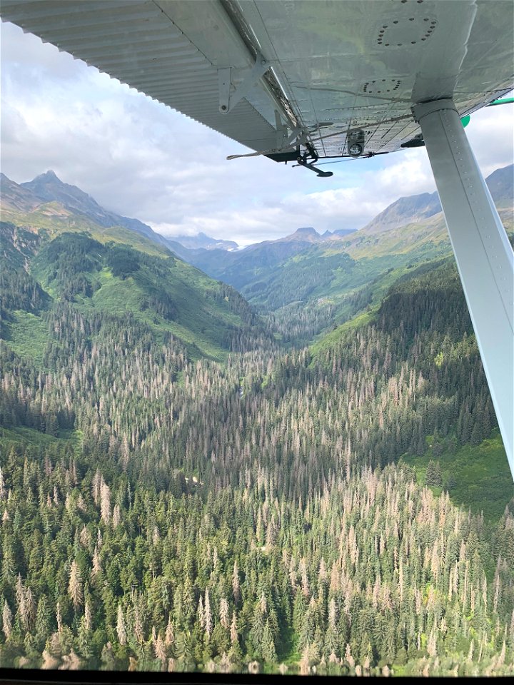 Spruce-beetle-Excursion-2019-Tongass