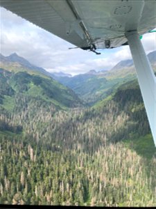 Spruce-beetle-Excursion-2019-Tongass