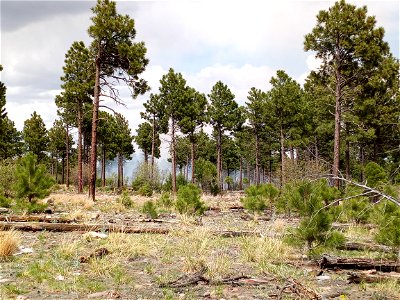 Thunderbird Prescribed Burn