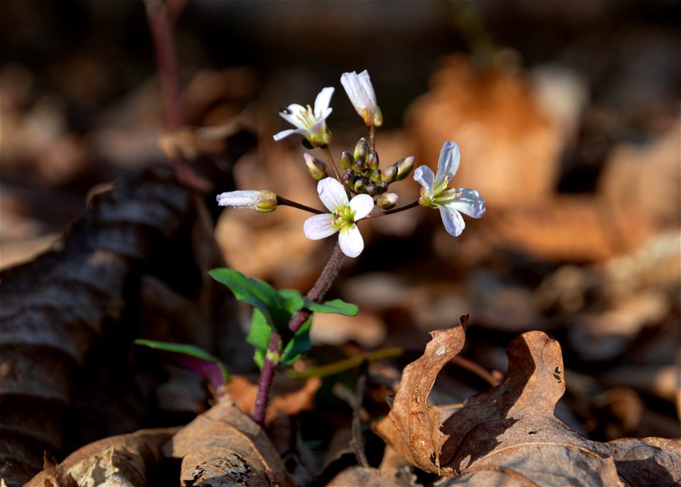 Purple Cress (Cardamine bulbosa)