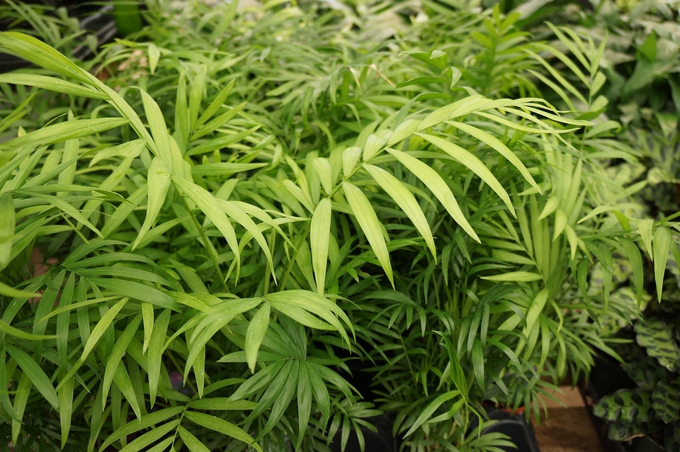 Beautiful Neanthe Bella Palm