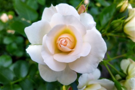 Alabaster Rose