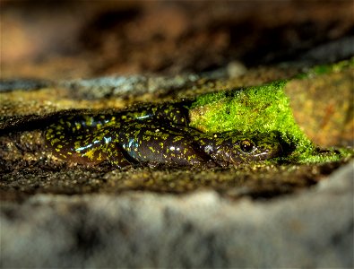 Green Salamander photo