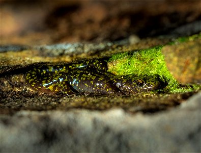 Green Salamander