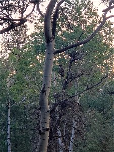 Mt Taylor Mexican Spotted Owl