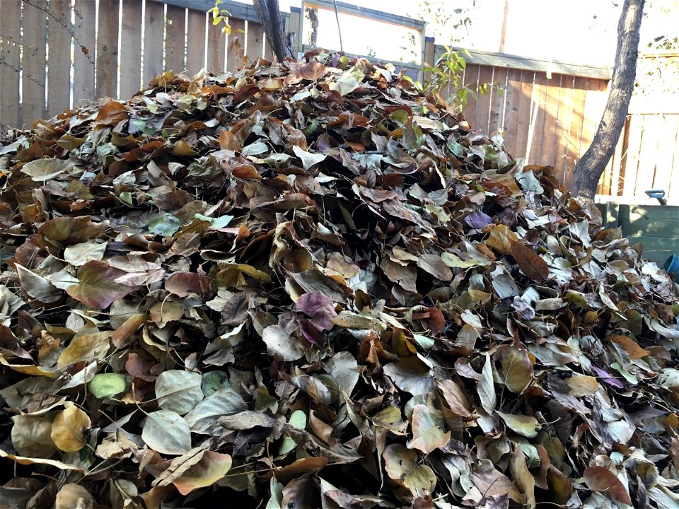 A fine crop of leaves this year