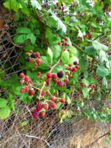Blackberry bushes still bite!  Ha ha, but worth it as they were tasty.