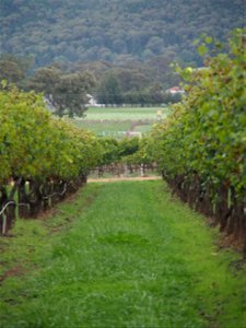 Robert Stein Winery VII