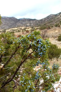 Sandia RD Trail 305 photo