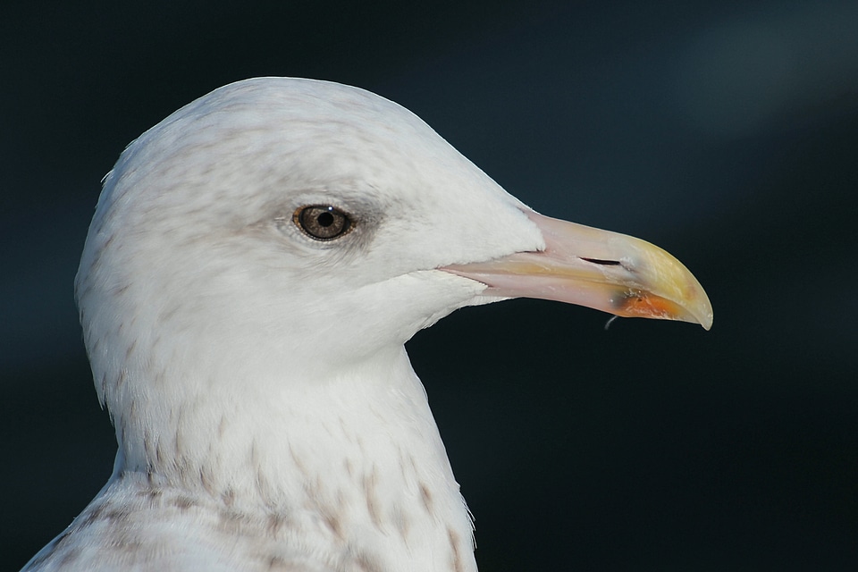 Gulls animal grossmoeve