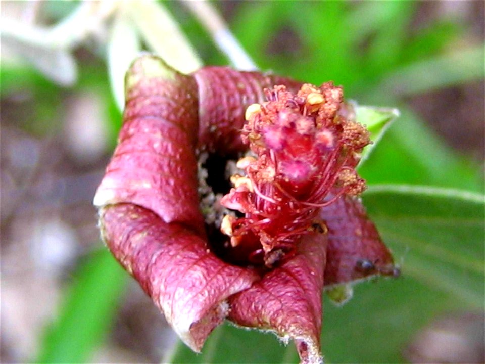 Hibiscadelphus