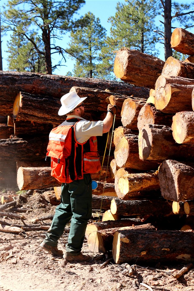 Mt Taylor RD Timber Harvest
