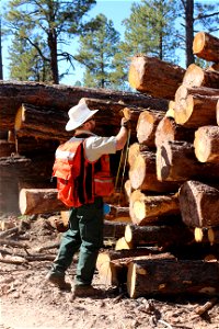 Mt Taylor RD Timber Harvest photo