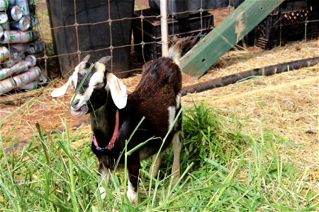 Goat at Ka'ala Livestock Farm