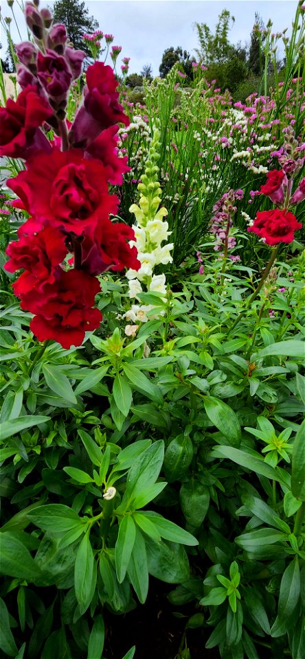 Flowers on the Farm