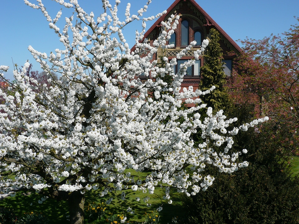 Nature farmhouse cherry blossom