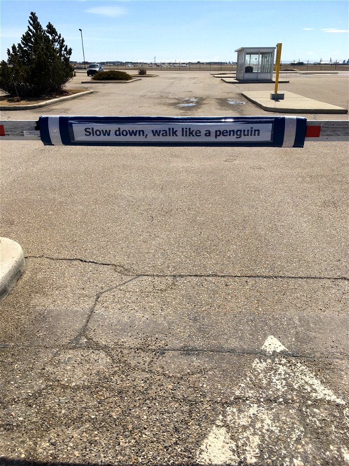 Penguin Advice in Calgary Canada