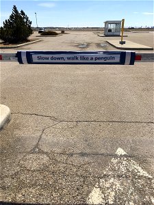 Penguin Advice in Calgary Canada
