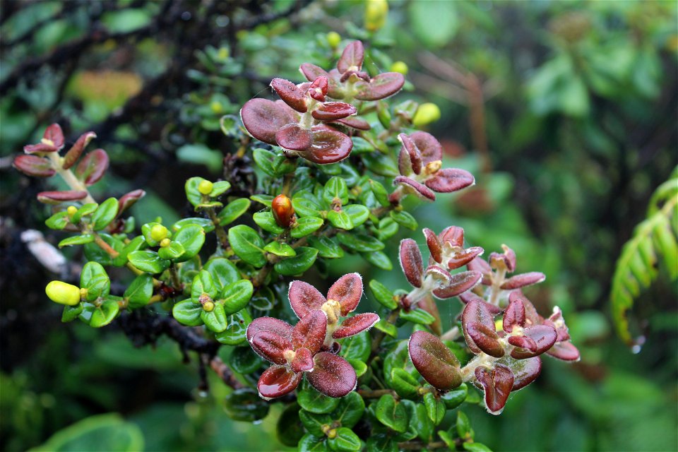 Native Plant at Mt. Ka'ala
