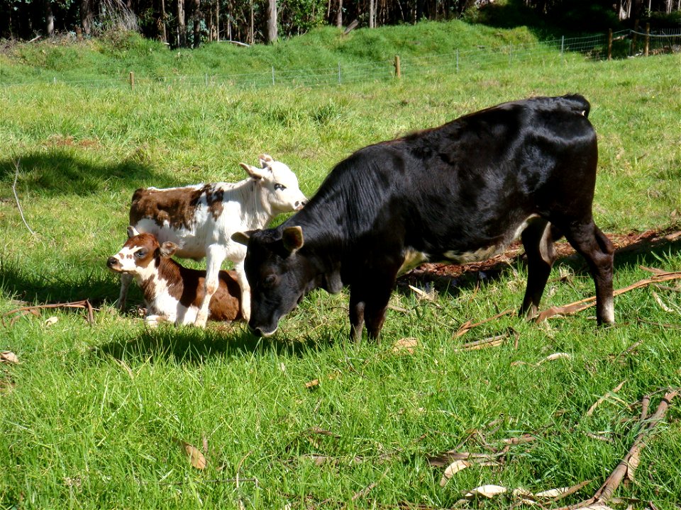 Cows