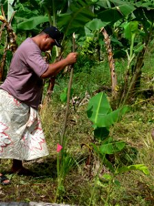 Samoan Oso to plant vetiver grass photo