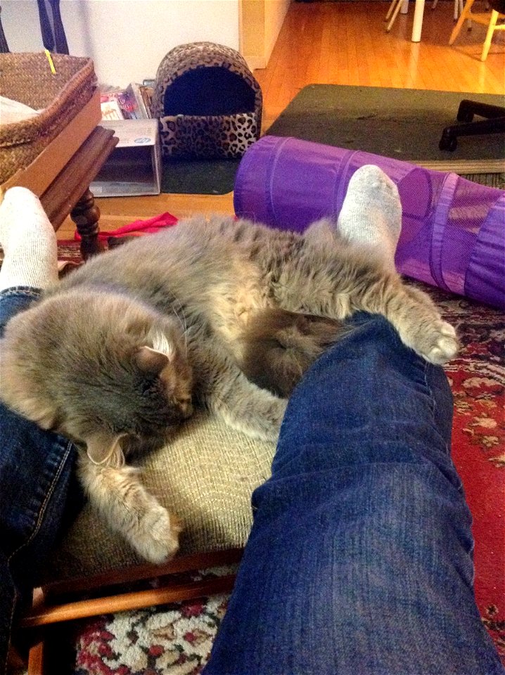 Smokey the cat calls it a day.