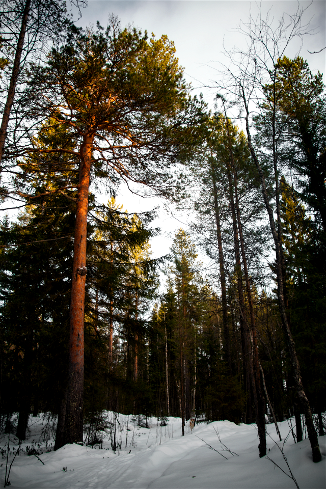 Лес / Forest photo