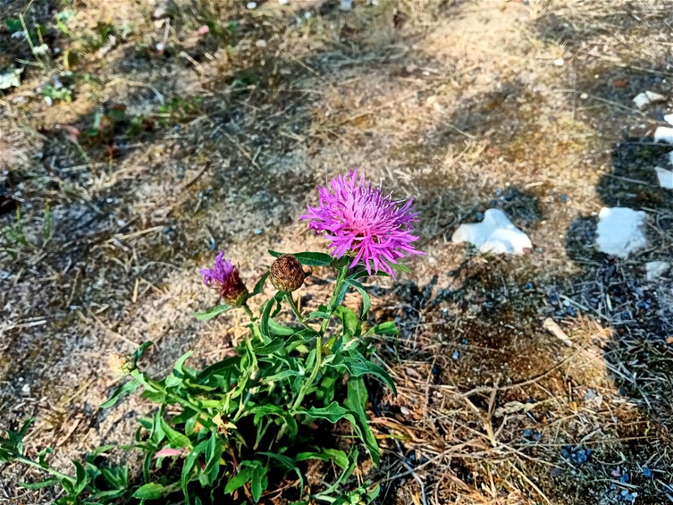 Thistle